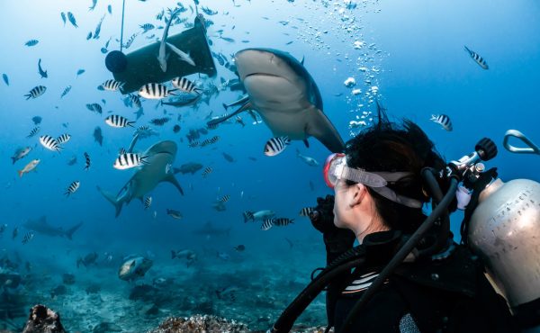 斐济贝卡持证鲨鱼深潜 感受肾上腺素的飙升(Beqa Shark Diving) - 图片 3