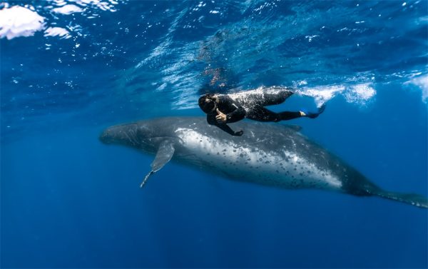 汤加观鲸 与鲸共游 一日游 Whale Watching DayTrips - 图片 3