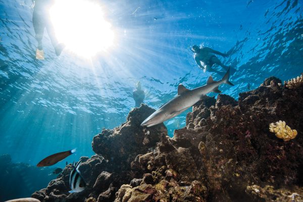 斐济夸塔岛鲨鱼浮潜 不持证鲨鱼深潜体验 男女老少皆宜 Kuata shark trip - 图片 6