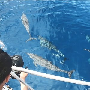 斐济海豚一日游 Fiji Dolphin Trip