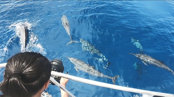 斐济海豚一日游 Fiji Dolphin Trip