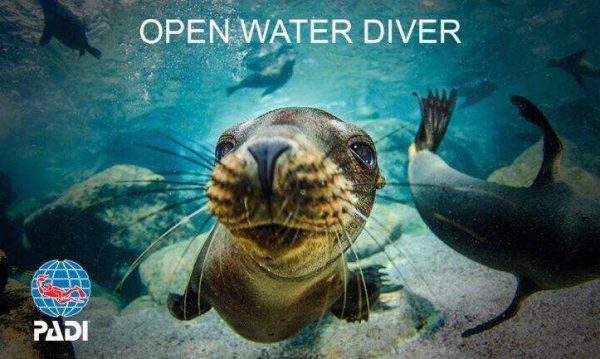斐济中文PADI OW开放水域深潜课程 - 图片 2