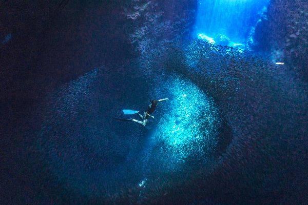 斐济中文Padi自由潜水员课程Freediver - 图片 3